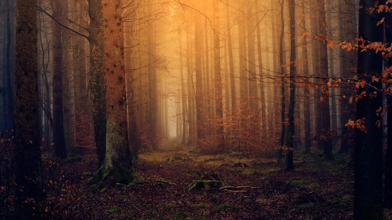 Magical Forest Vibe